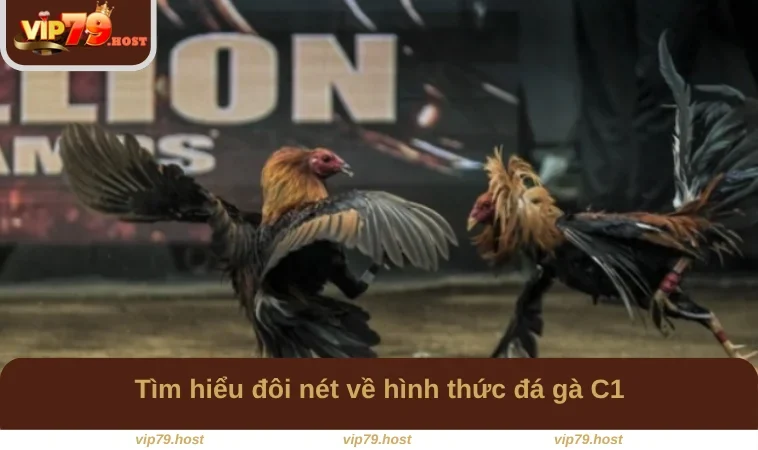 Tìm hiểu đôi nét về hình thức đá gà C1