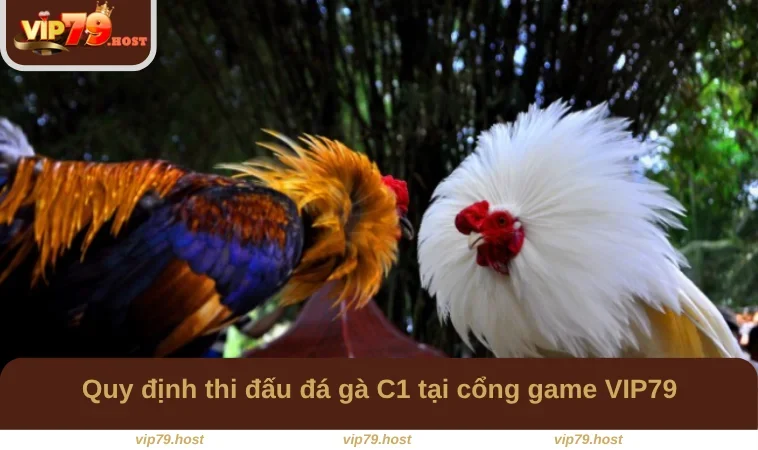 Quy định thi đấu đá gà C1 tại cổng game VIP79