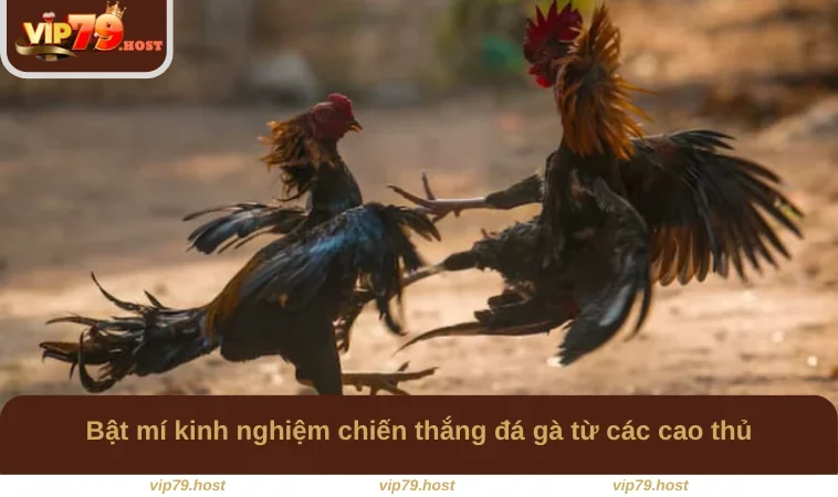 Bật mí kinh nghiệm chiến thắng đá gà từ các cao thủ