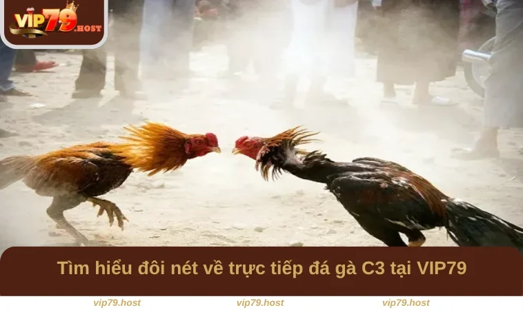 Tìm hiểu đôi nét về trực tiếp đá gà C3 tại VIP79