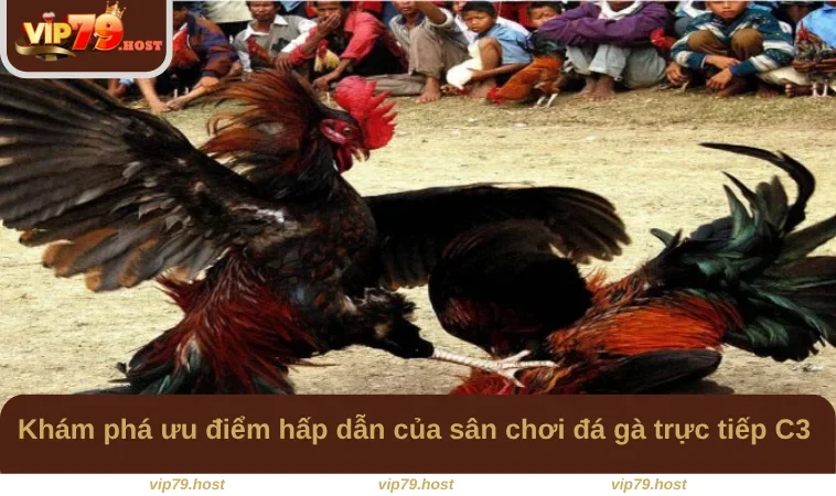 Khám phá ưu điểm hấp dẫn của sân chơi đá gà trực tiếp C3 
