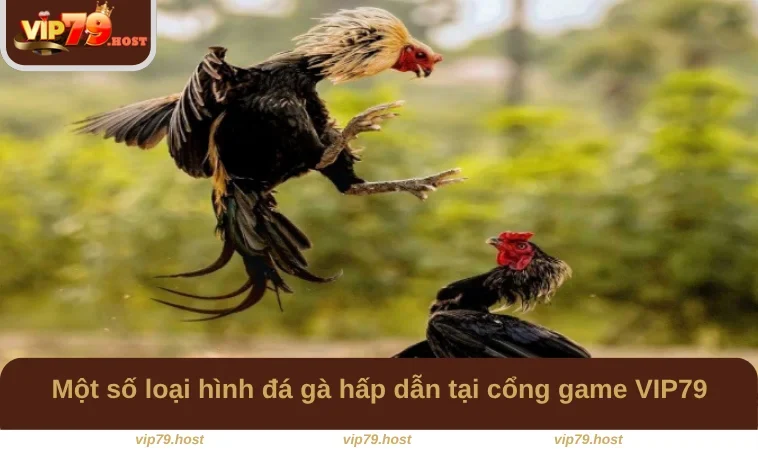 Một số loại hình đá gà hấp dẫn tại cổng game VIP79